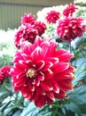 Group of red Dahlia fresh flower green leaves tree in botany garden. beauty vibrant flora plant pollen blooming in summer season.