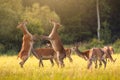 Group red deer fighting on meadow in summer sunlight Royalty Free Stock Photo