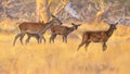 Group red deer resting in natural habitat on Veluwe