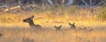 Group red deer resting in natural habitat on Veluwe