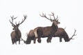 Group of red deer standing on snow isolated on white background Royalty Free Stock Photo