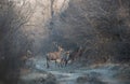 Group of red deer in forest