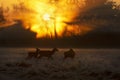Group of red deer hinds at sunrise in winter Royalty Free Stock Photo