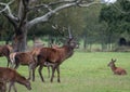 Group of red deer, including male with antlers and female hinds, photographed in autumn rain in countryside in the New Forest. Royalty Free Stock Photo