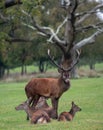 Group of red deer, including male with antlers and female hinds, photographed in autumn rain in countryside in the New Forest. Royalty Free Stock Photo
