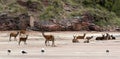 Group of Red Deer at Isle Rum Scotland Royalty Free Stock Photo