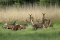 A group of red deer from Kopacki rit Royalty Free Stock Photo