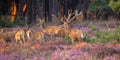 Group of red deer Royalty Free Stock Photo