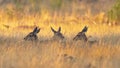 Group red deer resting in natural habitat on Veluwe