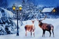 Group of red deer in a snowy forest on Christmas night against the background of the village and the lantern. New Year card.
