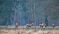 Group of red deer stag in a field walking into forest. Royalty Free Stock Photo