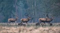 Group of red deer stag and wild boar in forest meadow. Royalty Free Stock Photo