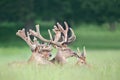 Group of Red deer stags with velvet antlers in summer