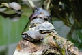 Group of Red-eared slider turtle on a branch in middle of water