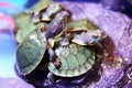 Group of Red eared Slider Turtle close up Royalty Free Stock Photo