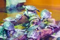 Group of red-eared sliders in Istanbul aquarium Royalty Free Stock Photo