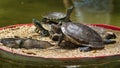 Group of red-eared terrapins (Trachemys scripta elegans) Royalty Free Stock Photo