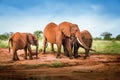 Group of Red Elephants, African elephants family in the savanna safari landscape Royalty Free Stock Photo