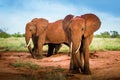 Group of Red Elephants, African elephants family in the savanna safari landscape Royalty Free Stock Photo