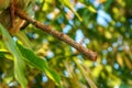 Group of red Fire Ants walking in and out of the nest on the mango leaves and sticks, close-up Royalty Free Stock Photo