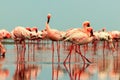 Wild african birds. Group of red flamingo birds on the blue lagoon