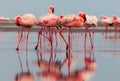 Wild african birds. Group of red flamingo birds on the blue lagoon Royalty Free Stock Photo