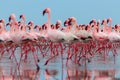 Wild african birds. Group of red flamingo birds on the blue lagoon Royalty Free Stock Photo