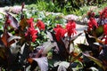 A Group of Red Flowers on Australian Canna Lilies in a Garden