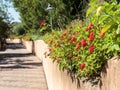 Group of Red Flowers Lantana Camara along a pathway inside a Garden