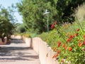 Group of Red Flowers Lantana Camara along a pathway inside a Garden