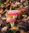 Group of red fly agaric musrooms