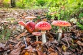 A group of red fly agarics among autumn leaves on a beautiful sunny day in a Belgian forest. Royalty Free Stock Photo