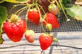 Group Red of Freshness strawberry in Strawberry Farm