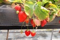 Group of Red Freshness strawberry in Strawberry Farm ,Chiba