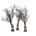 A group of Red Gum trees in winter - isolated on white background
