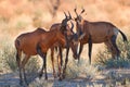 Group of red hartebeest, Alcelaphus buselaphus, hidden in the shadow of tree. Desert animals against red dunes of Kgalagadi Royalty Free Stock Photo