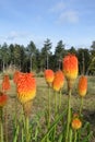 Group of red hot pokers