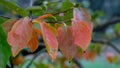 A group of red leafs, colours of autumn