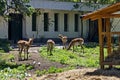 A group of Red Lechwe antelopes, Kobus leche or gazelle graze grass in the farmyard