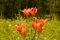 Group of red lilies in the field Royalty Free Stock Photo