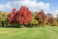 Group of red maples with bright autumn leaves in park Royalty Free Stock Photo