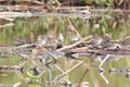 Group of Red-necked Stint in the mud field Royalty Free Stock Photo