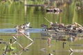 Group of Red-necked Stint in the mud field Royalty Free Stock Photo