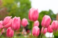 Group of red pink tulips in the park Royalty Free Stock Photo