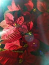 group of red poinsettia in full flower christmas season plants