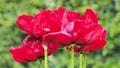 Group of red poppies. Bright red color Royalty Free Stock Photo