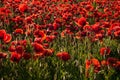 Group of red poppies in a field with dew, illuminated by the sun in the morning. Royalty Free Stock Photo