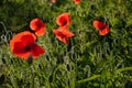 Group of red poppies in a field with dew, illuminated by the sun in the morning. Royalty Free Stock Photo