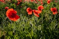 Group of red poppies in a field with dew, illuminated by the sun in the morning. Royalty Free Stock Photo