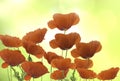 Group of red poppies flowers Royalty Free Stock Photo